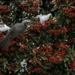 2018年、宮城県で撮影したヒヨドリです