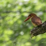 2018年に山形で撮影したアカショウビンです