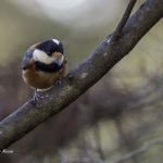 2018年、宮城県で撮影したヤマガラです