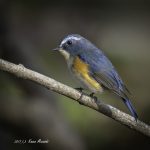 2017年、宮城県で出会ったルリビタキです