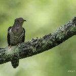 2018年に宮城県で撮影したホトトギスです