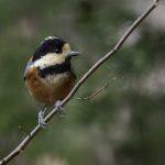 2018年、宮城県で撮影したヤマガラです