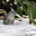 2018年に宮城県で撮影したイスカです