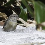 2018年に宮城県で撮影したイスカです