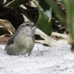 2018年に宮城県で撮影したイスカです