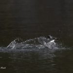 2018年、宮城県で撮影したヤマセミです