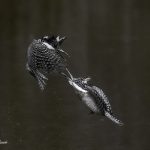 2018年、宮城県で撮影したヤマセミです