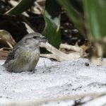2018年に宮城県で撮影したイスカです