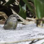 2018年に宮城県で撮影したイスカです