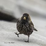 2017年、宮城県で出会ったハギマシコです