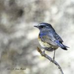 2017年、宮城県で出会ったルリビタキです