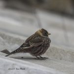 2017年、宮城県で出会ったハギマシコです