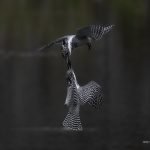 2018年、宮城県で撮影したヤマセミです