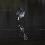 2018年、宮城県で撮影したヤマセミです