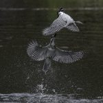 2018年、宮城県で撮影したヤマセミです