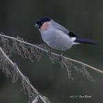 2017年に撮影したウソです