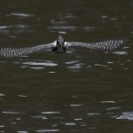 2018年、宮城県で撮影したヤマセミです