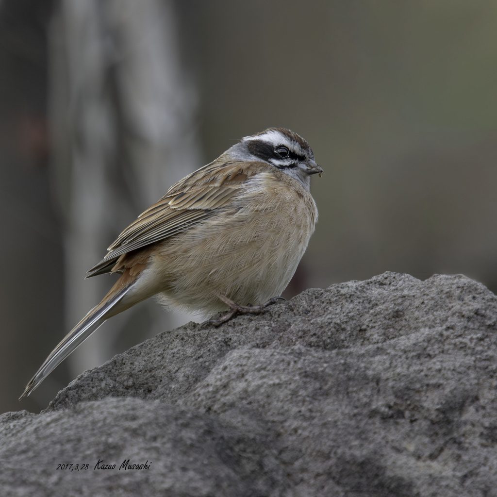 2017年、宮城県で出会ったホオジロです