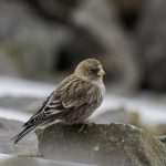 2017年、宮城県で出会ったハギマシコです