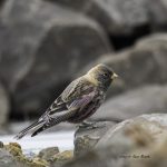 2017年、宮城県で出会ったハギマシコです