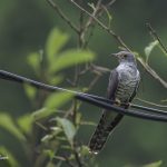 2018年に宮城県で撮影したホトトギスです