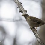 2018年に宮城県で出会ったシロハラです。