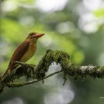 2018年に山形で撮影したアカショウビンです