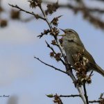 2018年に宮城県で撮影したウグイスです