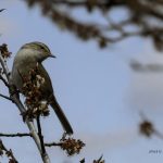 2018年に宮城県で撮影したウグイスです