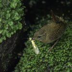 2017年、宮城県で撮れたミソサザイです。