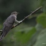 2018年に宮城県で撮影したホトトギスです