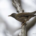 2018年に宮城県で出会ったシロハラです。