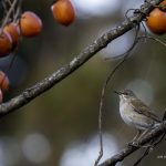 2018年に宮城県で出会ったシロハラです。