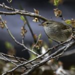 2018年に宮城県で撮影したウグイスです