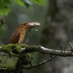 2018年に山形で撮影したアカショウビンです