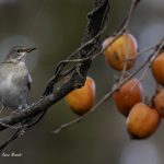 2018年に宮城県で出会ったシロハラです。