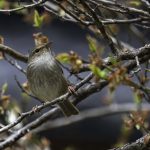 2018年に宮城県で撮影したウグイスです