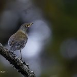 2018年に宮城県で出会ったシロハラです。