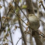 2018年に宮城県で撮影したウグイスです