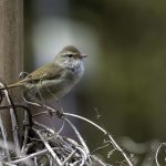 2018年に宮城県で撮影したウグイスです