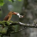 2018年に山形で撮影したアカショウビンです