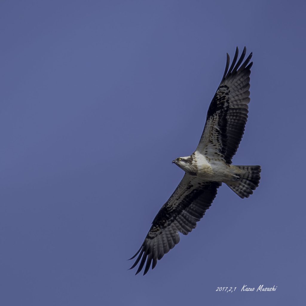 2017年、宮城県で撮れたミサゴです