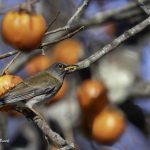 2018年に宮城県で出会ったシロハラです。