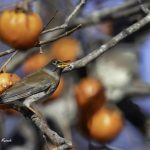 2018年に宮城県で出会ったシロハラです。