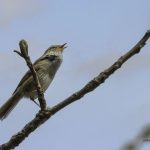 2018年に宮城県で撮影したウグイスです