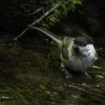 2017年に出会ったコゲラです