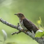 2018年に宮城県で撮影した赤いホトトギスです