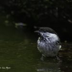 2017年に出会ったコゲラです