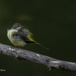 2018年に宮城県で出会ったキセキレイです