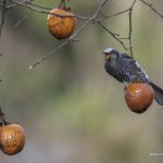 2018年、宮城県で撮影したヒヨドリです